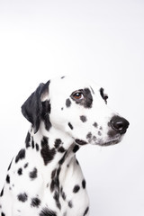 Dalmatian dog portrait isolated on white background