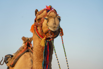 camel in the desert