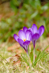 Flower spring crocus violet in the garden