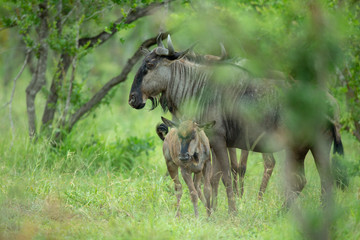 Young wildebeest next to it's mother