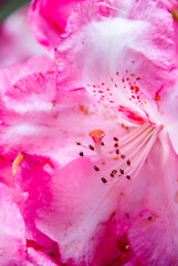 Rhododendron Azalea flower macro