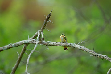Little bee-eater perched on a branch