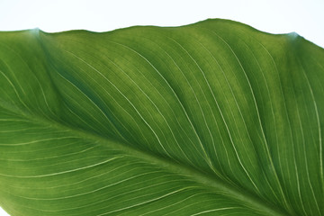 Vegetative background, large, beautiful green leaf with veins.