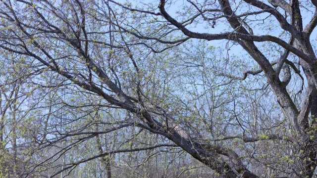 Timelapse over two weeks of a large maple tree&rsquo;s spring transformation. 10-bit ProRes 422 (HQ) from RAW source. 