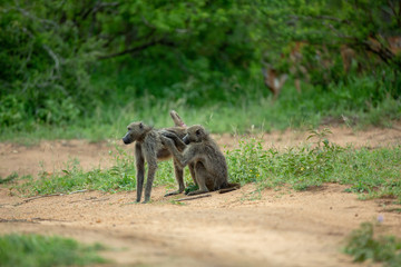 Mutual Grooming to build relationships between baboons