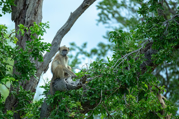 Young baboon sitting looking out of the top of a tree