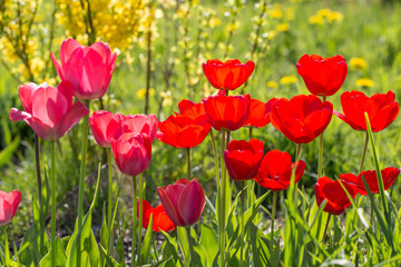 Pink and red tulips in the park in spring in sunny day