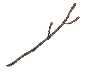 Single dry tree branch, isolated on white background. Stick tree branch from nature for design.