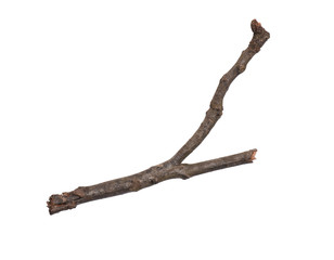 Single dry tree branch, isolated on white background. Stick tree branch from nature for design.