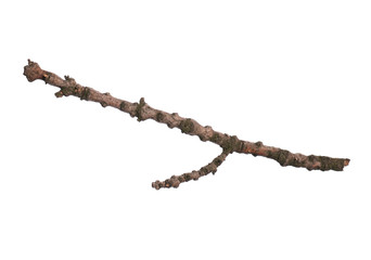 Single dry tree branch, isolated on white background. Stick tree branch from nature for design.