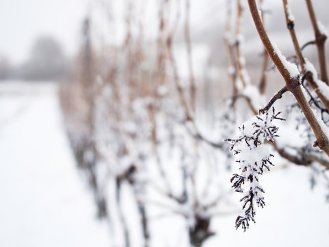 Vineyard in Winter