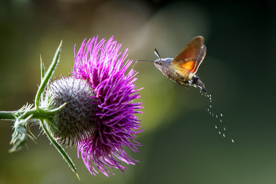 An hummingbird hawk-moth (Macroglossum stellatarum) feeding nectar from woolly thistle flower. 