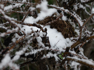 Winter Scene