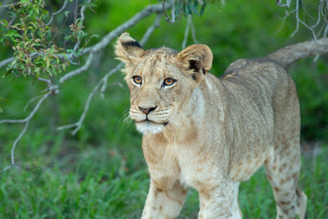 Naklejka na ściany i meble A young lion cub looking at the camera