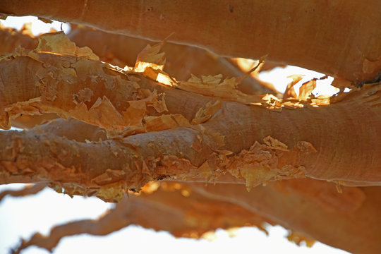 Rinde eines endemischen Baumes (Cyphostemma currorii) im Erongo Gebirge auf der Farm Heimat in Namibia