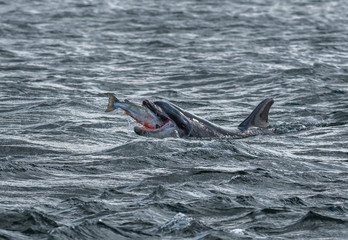 Bottlenose Dolphin Swallows A Catched Wild And Bloody Salmon At The Moray Firth Near Inverness In...