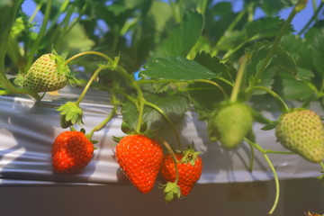 Strawberry n Japan