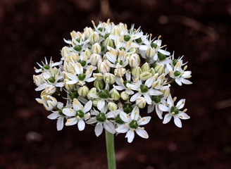 beautiful flowers in nature in the botanical garden