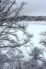 winter landscape with trees and blue sky above bay