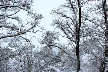 trees in winter above bay