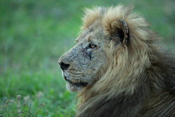 An old scared male lion stating into the distance