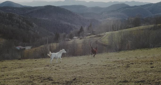 caballo corriendo