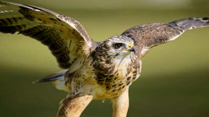 Mäusebussard