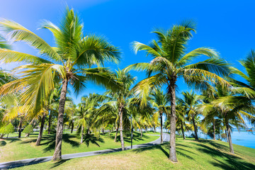 Coconut Palm tree with blue sky.