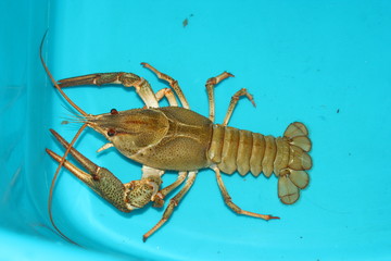 lobster on black background