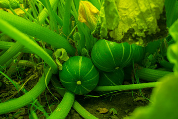 Plant of green zucchini.