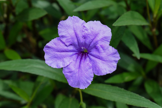 Purple flower in the garden