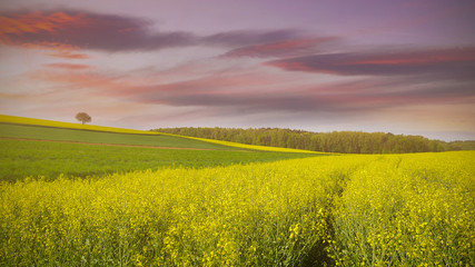 Sunset of Yellow rape field in Central Europe with Oil seed Rape in Bloom, Spring Landscape under twilight Sky scene