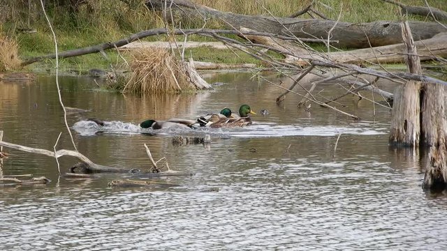 4K Ducks Mallards Are Swimming With Branches Twigs Brownish Water And Tall Grass 002
