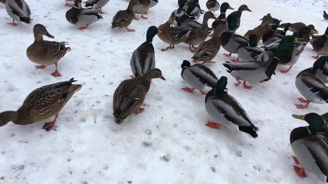 Wild ducks in the snow at the frozen water. Birds waiting for winter.