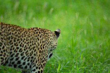Leopard from behind with spots and ears