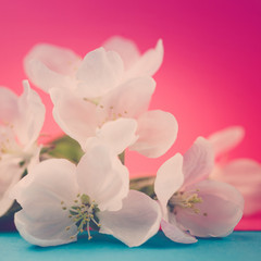 Apple blossoms over blurred color background