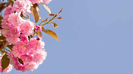Spring time. Blooming pink branches on background the blue sky.