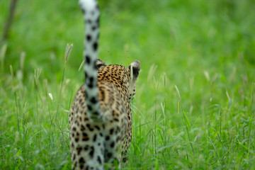 A young female leopard walking away with tail held high