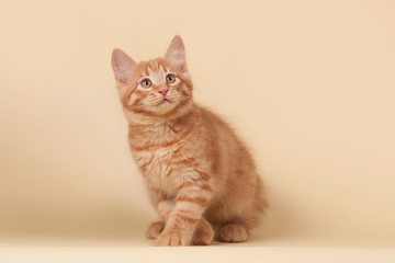 Red, small kitten on Studio cream background