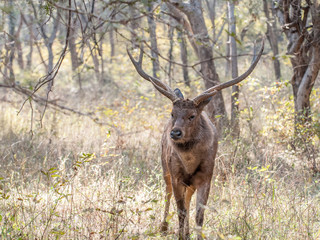 Sambar deer in Ranthambore National Park in Rajasthan, India