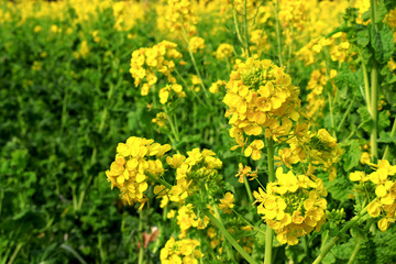 Spring landscape with canola flower spreading