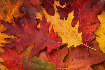 Fototapeta na wymiar Autumn. Colorful oak leaves lie on the grass