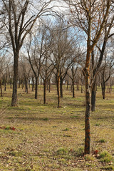 Trees with winter branches in the forest