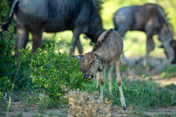 A young Wildbeest calf smelling the bushes 