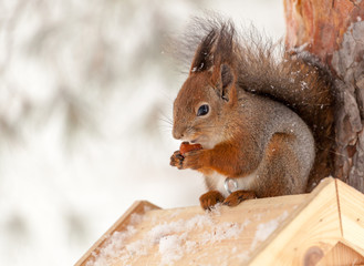 Squirrel on a tree with a nut in winter.