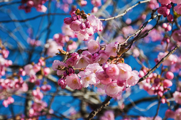 Spring background. Gentle, pink sakura flower blooms in springtime. petals close-up against a blue sky. selective focus