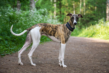 A dog of the whippet breed in a park on nature against a trees background in a summer sunny day