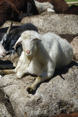 Sheep on a pasture in the mountains.