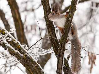 Squirrel on a tree with a nut in winter.