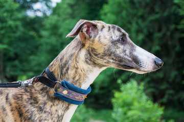 A dog of the whippet breed in a park on nature against a trees background in a summer sunny day....